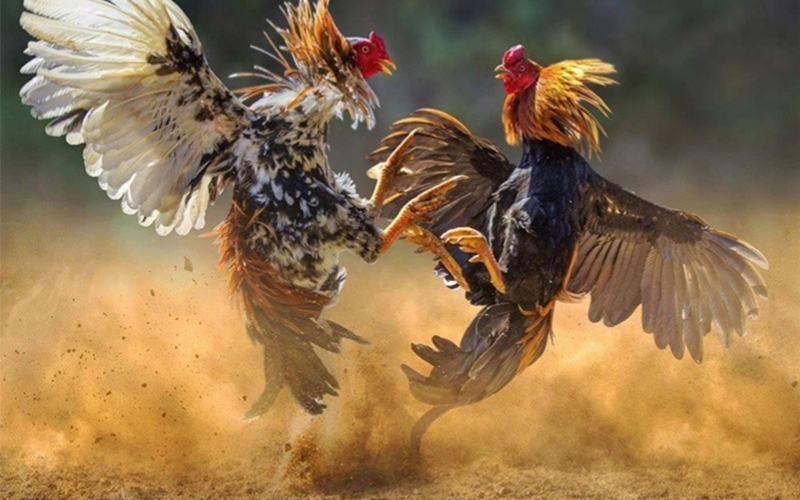 Bí quyết chọn giống gà chiến khỏe mạnh và có lực đá bền