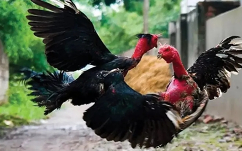 Phân tích cấu tạo chân và bộ vảy